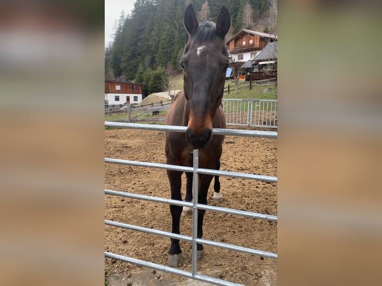 Weitere Warmblüter Wallach 22 Jahre 170 cm Dunkelbrauner in Gnesau