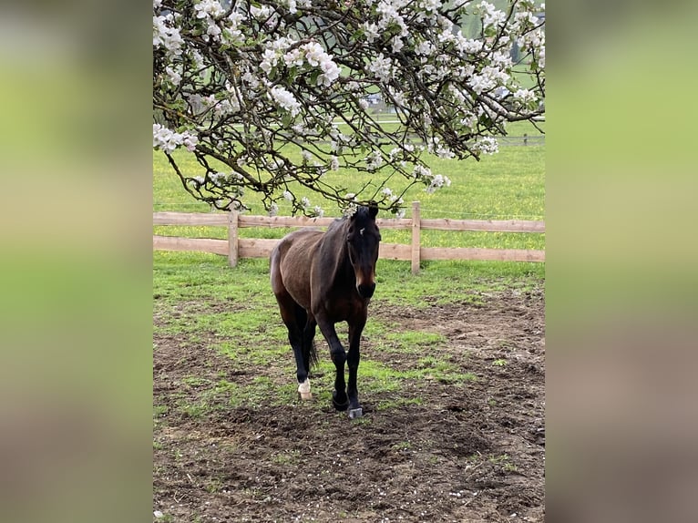Weitere Warmblüter Wallach 22 Jahre 170 cm Dunkelbrauner in Gnesau