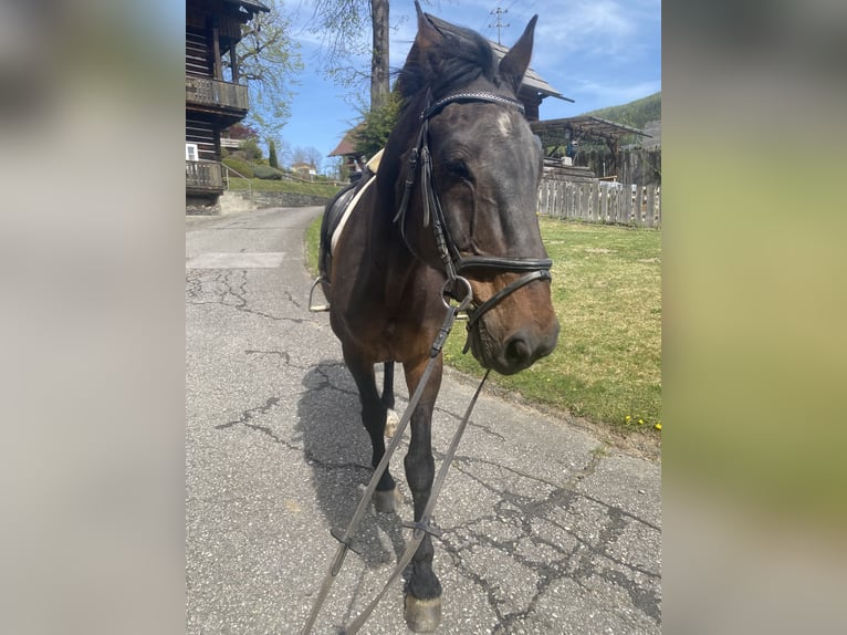 Weitere Warmblüter Wallach 22 Jahre 170 cm Dunkelbrauner in Gnesau