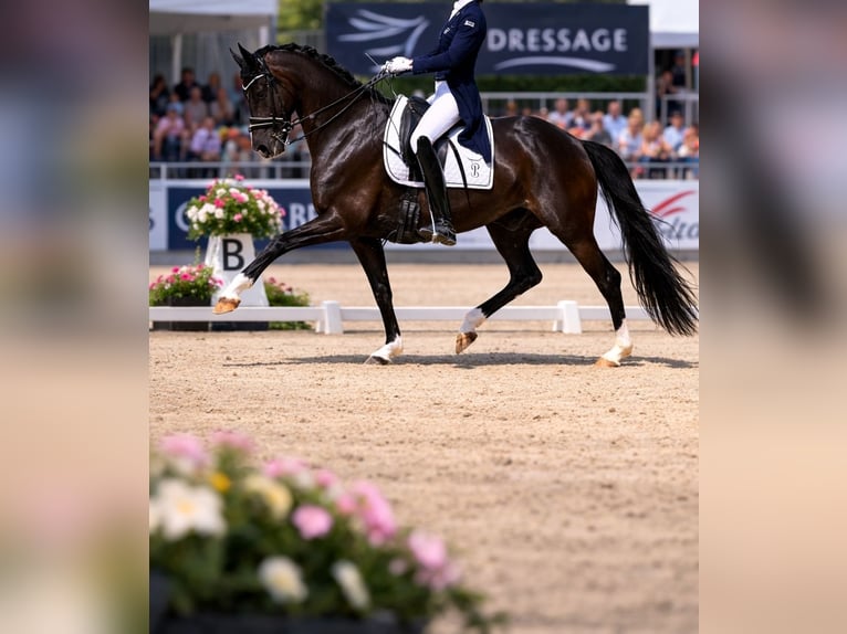 Weitere Warmblüter Wallach 22 Jahre 170 cm Rappe in Karlsruhe