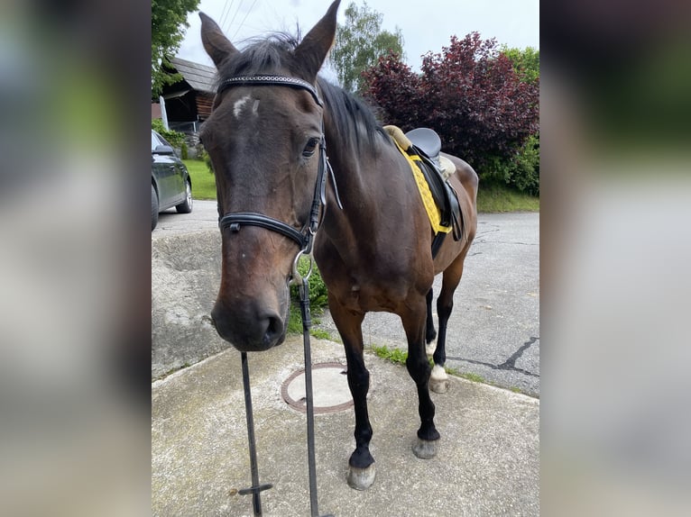 Weitere Warmblüter Wallach 22 Jahre 172 cm Dunkelbrauner in Gnesau