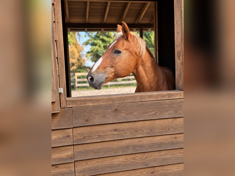 Weitere Warmblüter Wallach 23 Jahre 156 cm Hellbrauner in Niederkrüchten