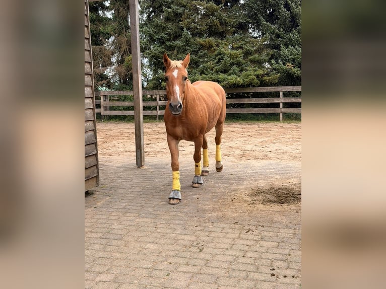 Weitere Warmblüter Wallach 23 Jahre 156 cm Hellbrauner in Niederkrüchten