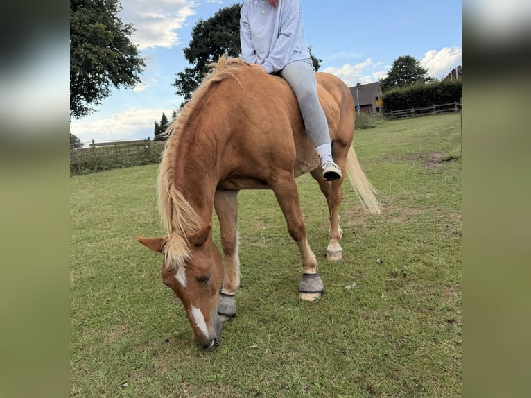 Weitere Warmblüter Wallach 23 Jahre 156 cm Hellbrauner in Niederkrüchten