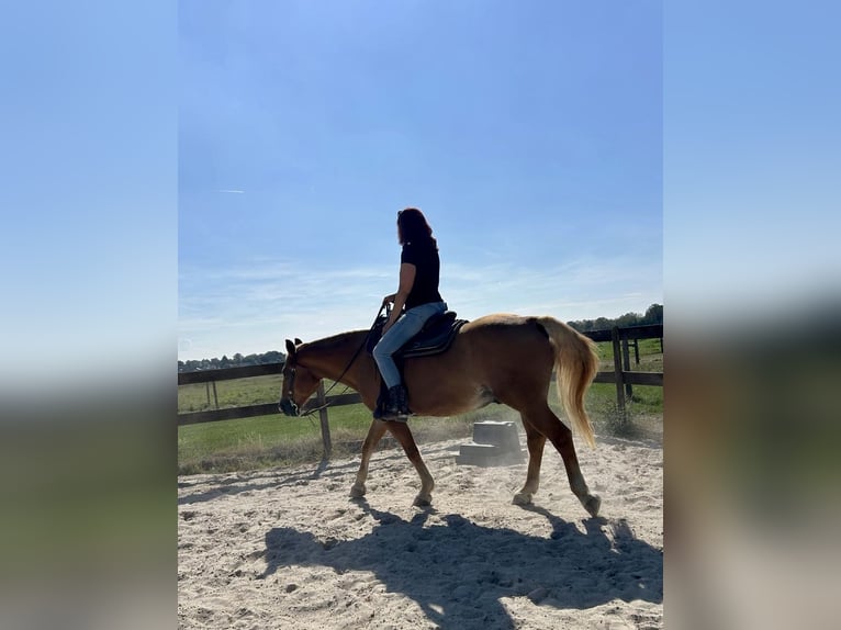 Weitere Warmblüter Wallach 23 Jahre 156 cm Hellbrauner in Niederkrüchten