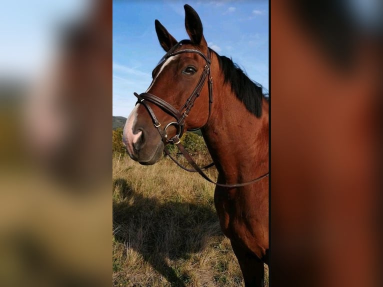 Weitere Warmblüter Wallach 23 Jahre 158 cm Brauner in Adenau