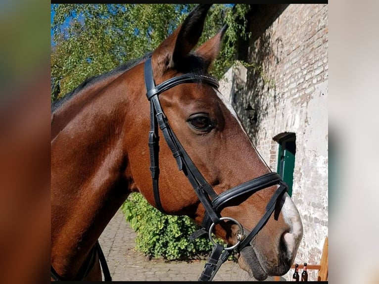 Weitere Warmblüter Wallach 23 Jahre 158 cm Brauner in Adenau