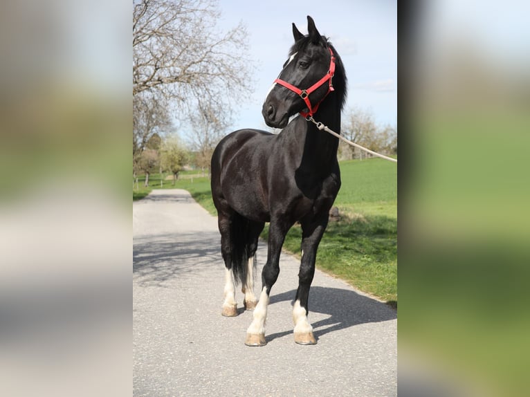Weitere Warmblüter Wallach 23 Jahre 165 cm Schwarzbrauner in Altbüron