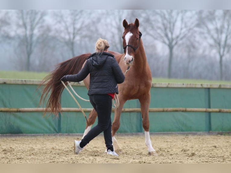 Weitere Warmblüter Mix Wallach 23 Jahre 168 cm Fuchs in Rosendahl