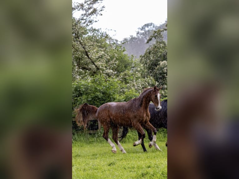 Weitere Warmblüter Mix Wallach 23 Jahre 168 cm Fuchs in Rosendahl