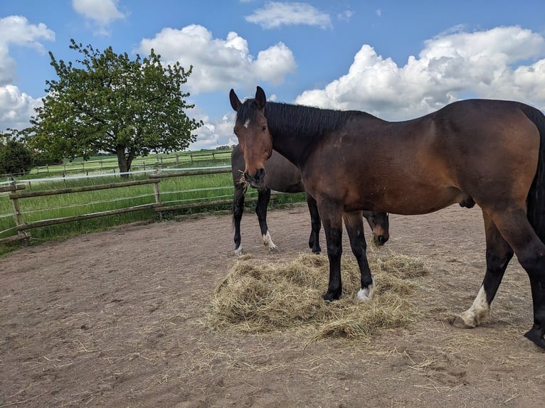 Weitere Warmblüter Wallach 25 Jahre 163 cm Brauner in GrafschaftGrafschaft