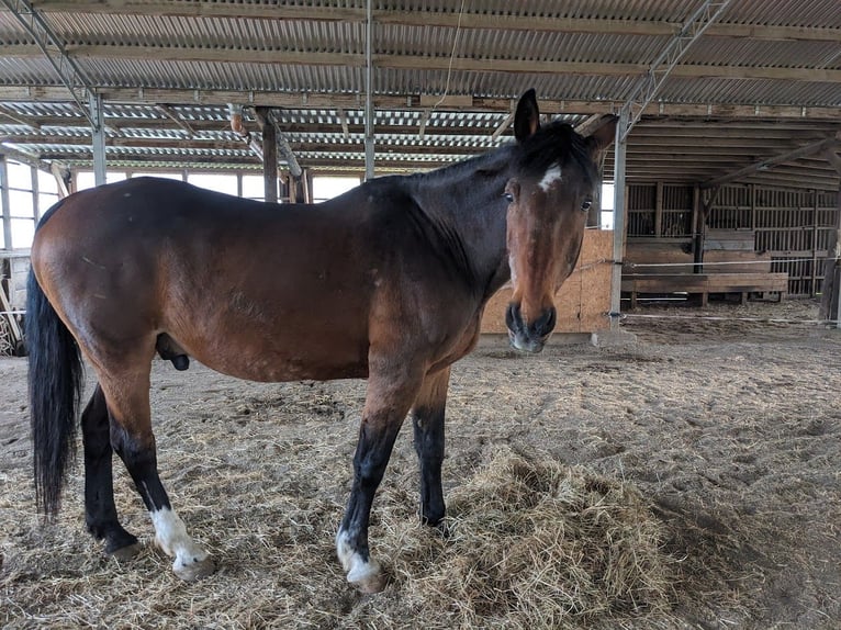 Weitere Warmblüter Wallach 25 Jahre 163 cm Brauner in GrafschaftGrafschaft