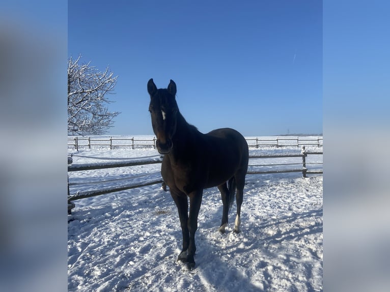 Weitere Warmblüter Wallach 25 Jahre 163 cm Brauner in GrafschaftGrafschaft