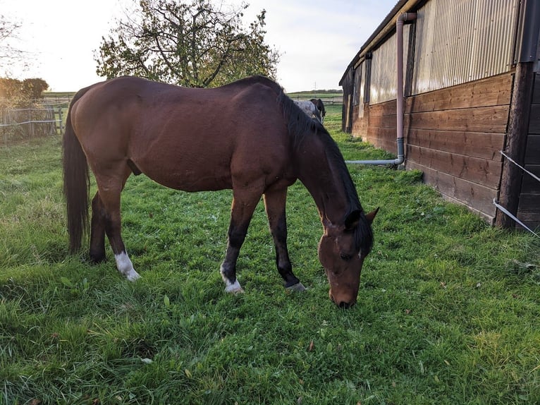 Weitere Warmblüter Wallach 25 Jahre 163 cm Brauner in GrafschaftGrafschaft