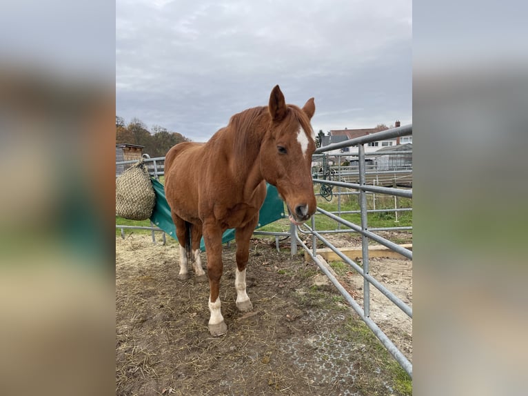 Weitere Warmblüter Wallach 26 Jahre 160 cm Rotfuchs in Bad Salzschlirf