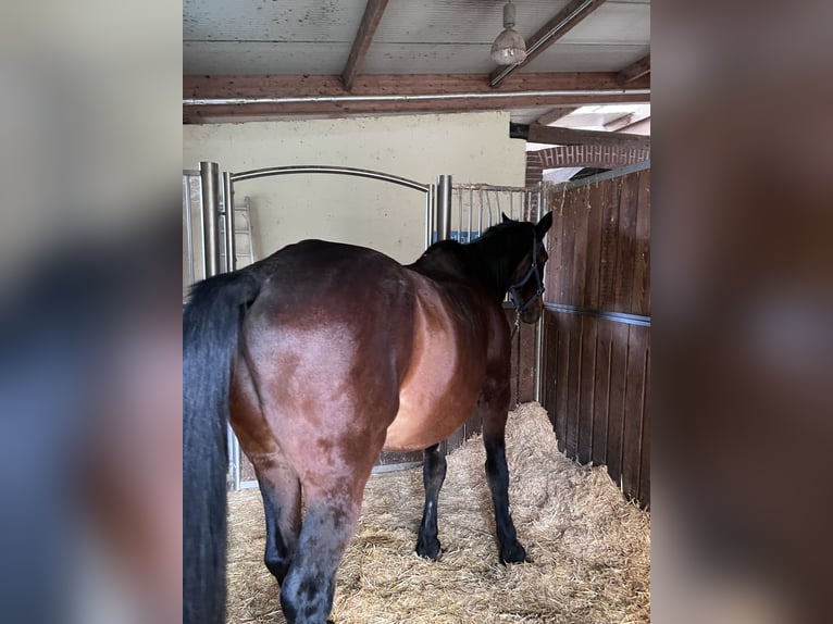 Weitere Warmblüter Wallach 27 Jahre 168 cm Brauner in Hart bei Graz