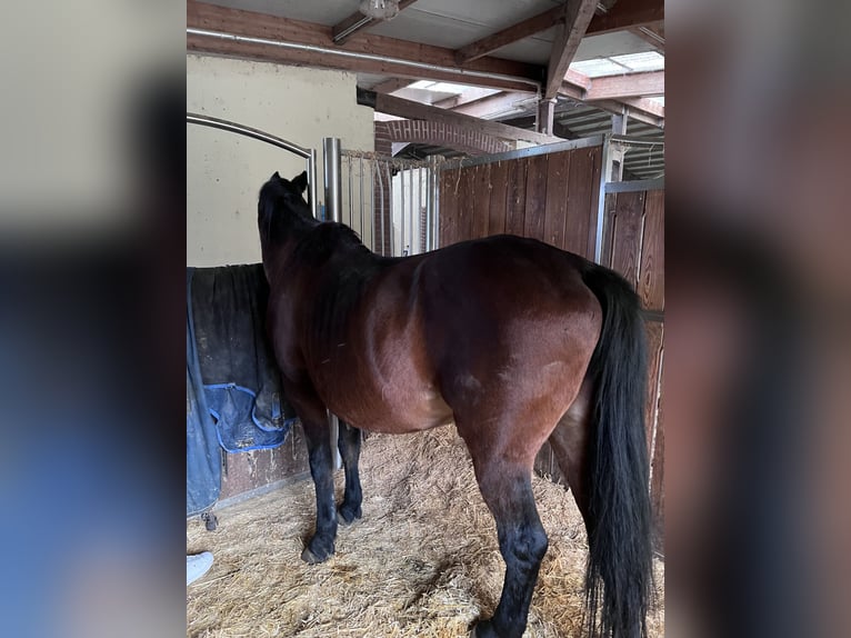 Weitere Warmblüter Wallach 27 Jahre 168 cm Brauner in Hart bei Graz