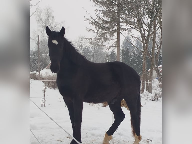 Weitere Warmblüter Mix Wallach 2 Jahre 158 cm Rappe in Stary Olsztyn