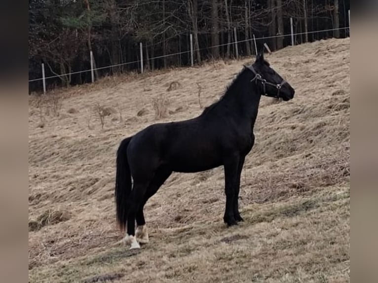 Weitere Warmblüter Mix Wallach 2 Jahre 158 cm Rappe in Stary Olsztyn