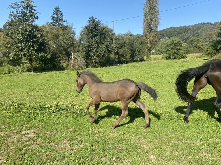 Weitere Warmblüter Wallach 2 Jahre 160 cm Dunkelbrauner in PrümzurlayHolsthum
