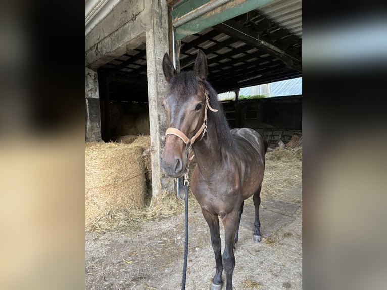 Weitere Warmblüter Wallach 2 Jahre 160 cm Dunkelbrauner in PrümzurlayHolsthum