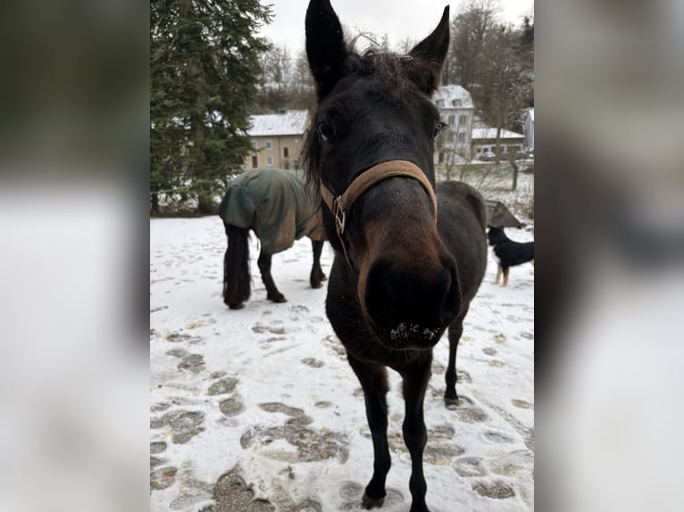 Weitere Warmblüter Wallach 2 Jahre 160 cm Dunkelbrauner in PrümzurlayHolsthum
