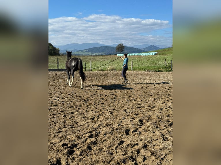 Weitere Warmblüter Mix Wallach 2 Jahre 160 cm Schecke in Feldkirchen