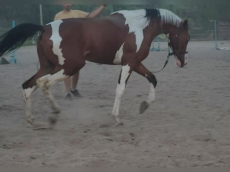 Weitere Warmblüter Wallach 2 Jahre 160 cm Tobiano-alle-Farben in Ku&#x17A;nica-Folwark
