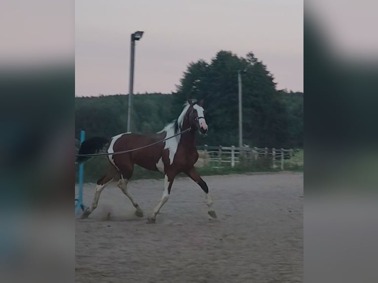 Weitere Warmblüter Wallach 2 Jahre 160 cm Tobiano-alle-Farben in Ku&#x17A;nica-Folwark