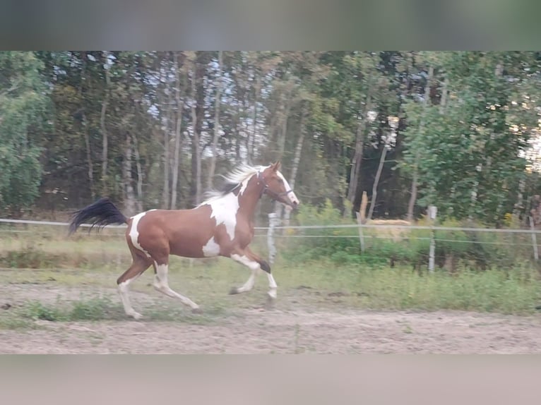 Weitere Warmblüter Wallach 2 Jahre 160 cm Tobiano-alle-Farben in Ku&#x17A;nica-Folwark
