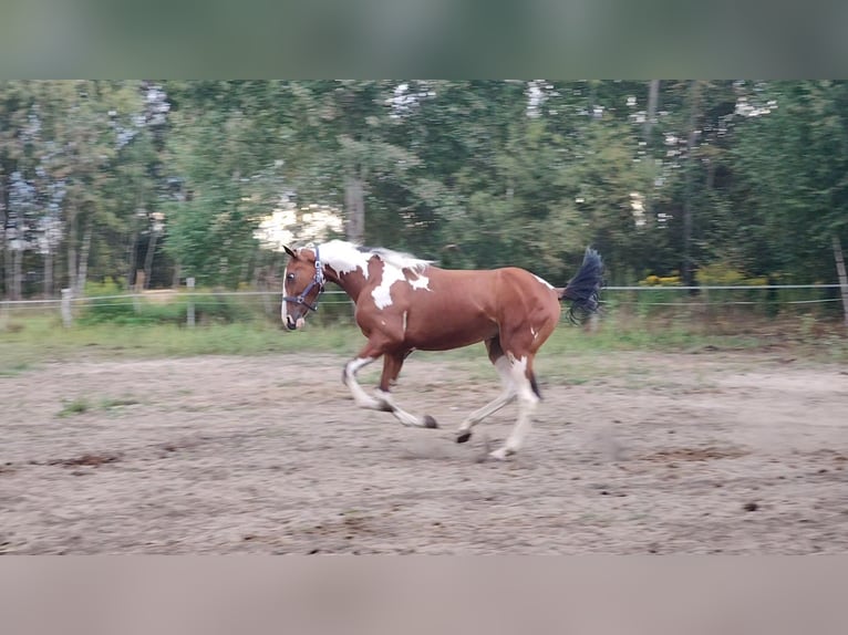 Weitere Warmblüter Wallach 2 Jahre 160 cm Tobiano-alle-Farben in Ku&#x17A;nica-Folwark