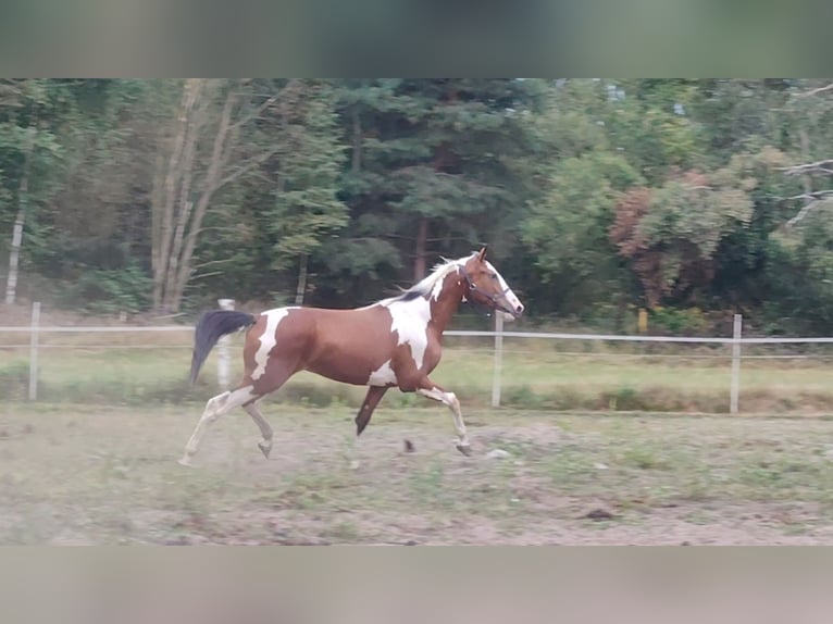 Weitere Warmblüter Wallach 2 Jahre 160 cm Tobiano-alle-Farben in Ku&#x17A;nica-Folwark