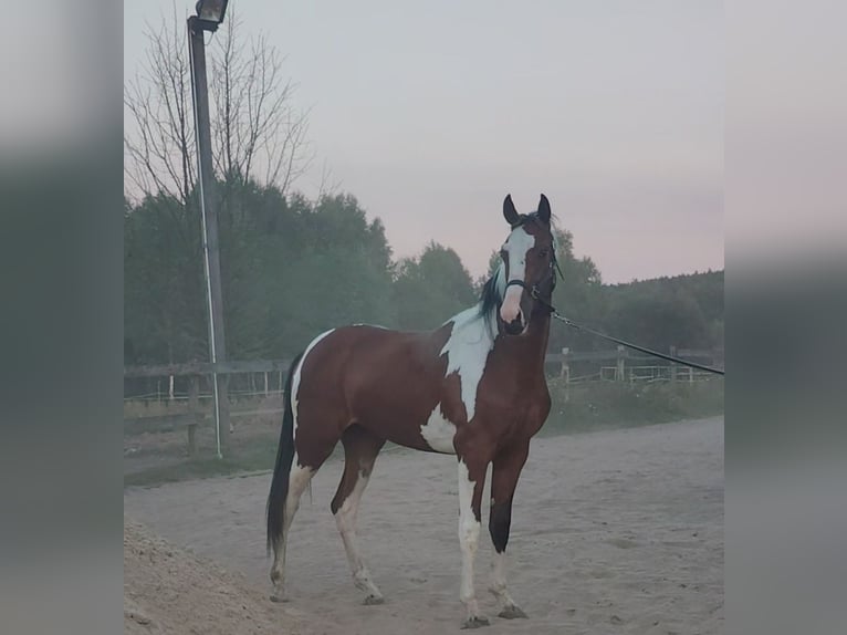 Weitere Warmblüter Wallach 2 Jahre 160 cm Tobiano-alle-Farben in Ku&#x17A;nica-Folwark