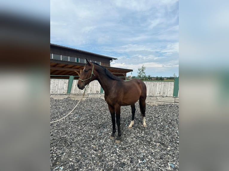 Weitere Warmblüter Wallach 2 Jahre 165 cm Brauner in Eggstätt