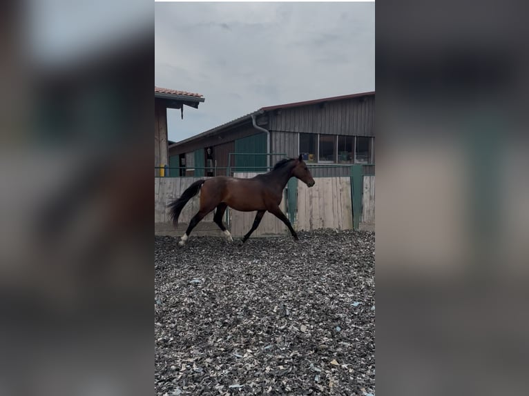 Weitere Warmblüter Wallach 2 Jahre 165 cm Brauner in Eggstätt