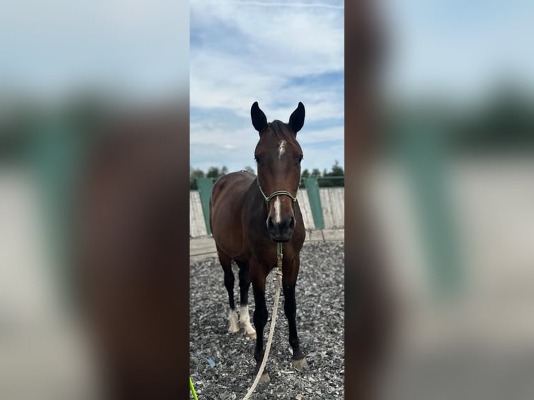 Weitere Warmblüter Wallach 2 Jahre 165 cm Brauner in Eggstätt