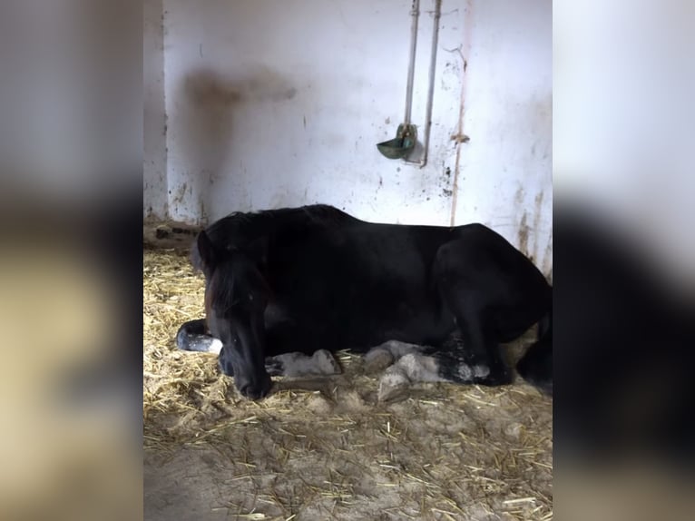 Weitere Warmblüter Wallach 2 Jahre 165 cm Rappe in Ebensee