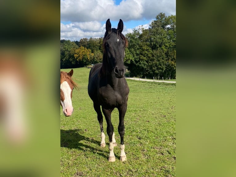 Weitere Warmblüter Wallach 2 Jahre 165 cm Rappe in Ebensee