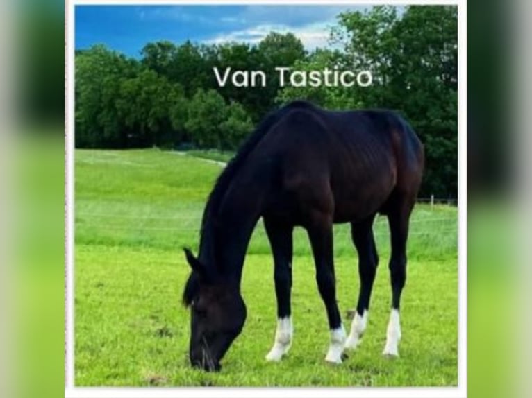 Weitere Warmblüter Wallach 2 Jahre 165 cm Rappe in Ebensee