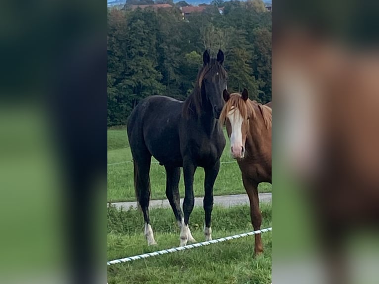 Weitere Warmblüter Wallach 2 Jahre 165 cm Rappe in Ebensee