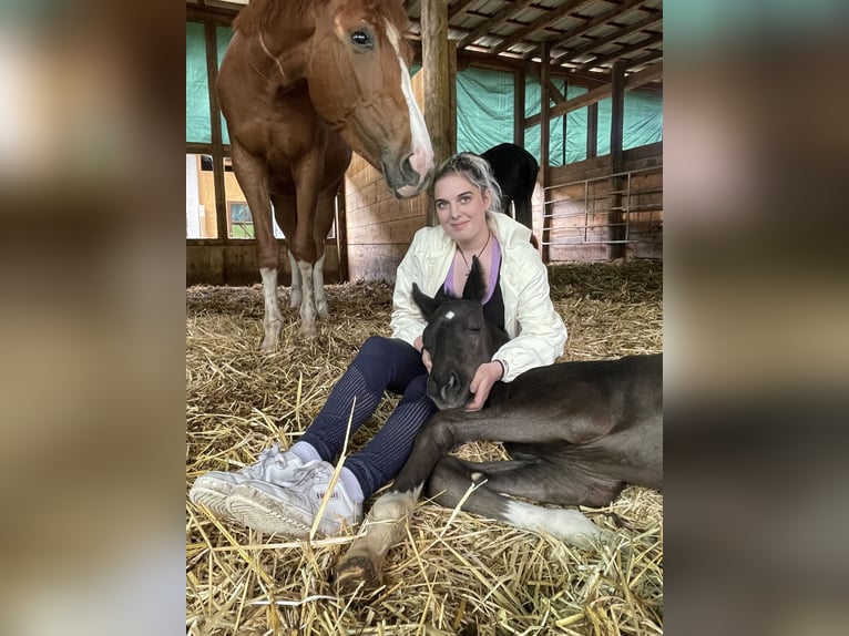 Weitere Warmblüter Wallach 2 Jahre 165 cm Rappe in Ebensee
