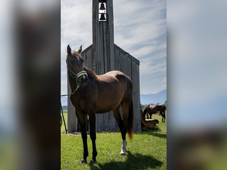 Weitere Warmblüter Wallach 2 Jahre 168 cm Brauner in Eggstätt