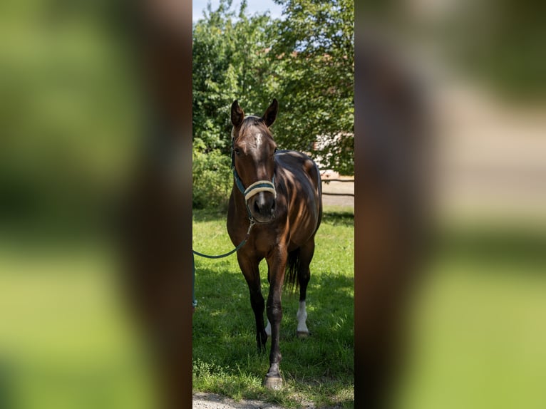 Weitere Warmblüter Wallach 2 Jahre 168 cm Brauner in Eggstätt