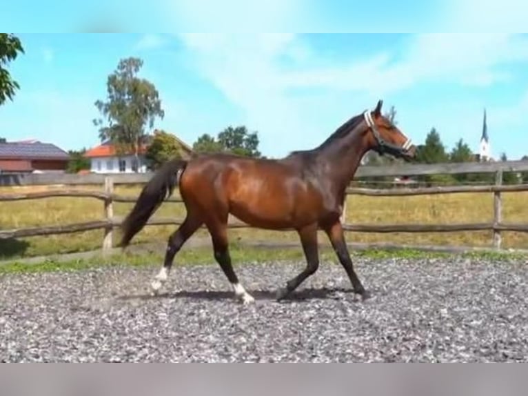 Weitere Warmblüter Wallach 2 Jahre 168 cm Brauner in Eggstätt
