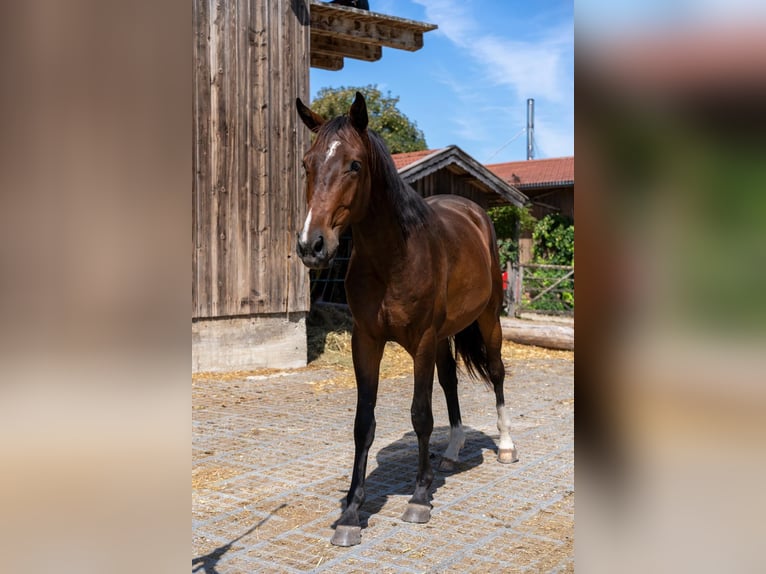 Weitere Warmblüter Wallach 2 Jahre 168 cm Brauner in Eggstätt