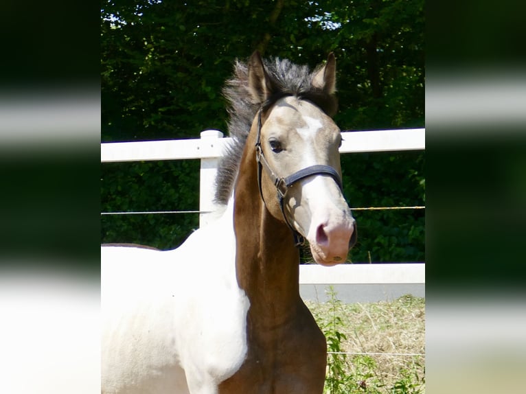 Weitere Warmblüter Wallach 2 Jahre 168 cm Schecke in Borgentreich