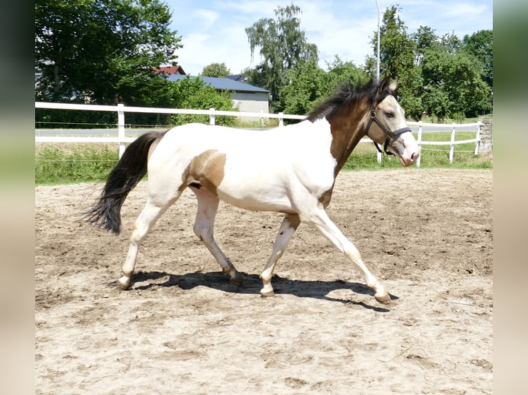 Weitere Warmblüter Wallach 2 Jahre 168 cm Schecke in Borgentreich