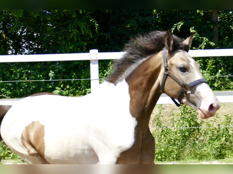 Weitere Warmblüter Wallach 2 Jahre 168 cm Schecke in Borgentreich