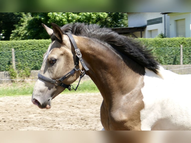 Weitere Warmblüter Wallach 2 Jahre 168 cm Schecke in Borgentreich