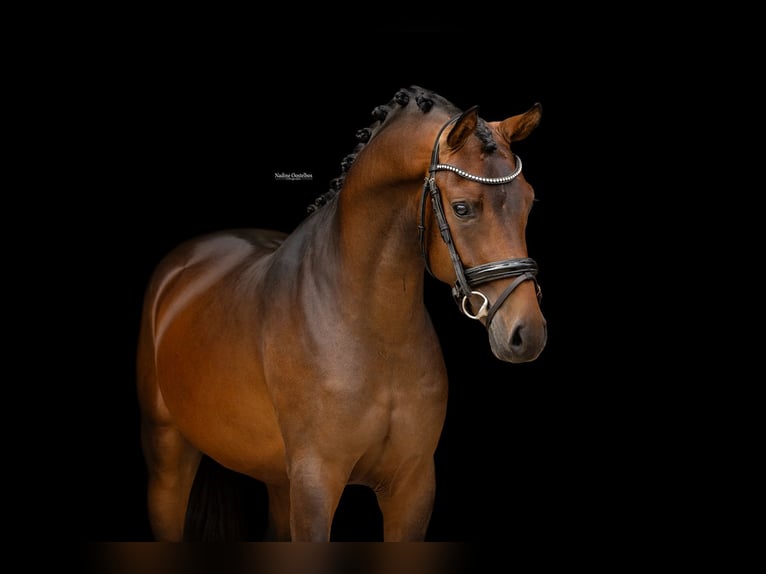 Weitere Warmblüter Wallach 3 Jahre 147 cm Brauner in Oost West en Middelbeers